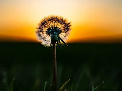 Simple Breath Awareness