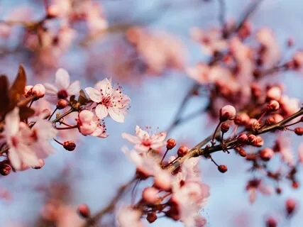 Simple Breathing Meditation