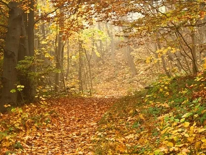 Simple Gratitude Meditation