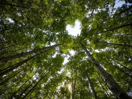 Simple Heart Opening Practice