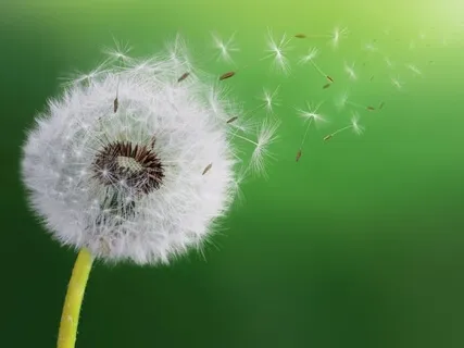 Simple Meditation: Letting Go