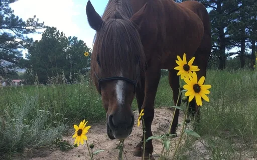 Simple Metta Meditation