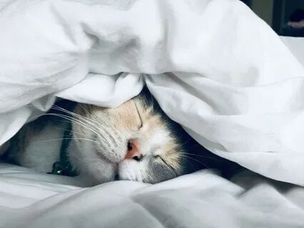 Simple Sleep Meditation