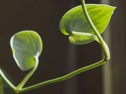 Simple Ujjayi Pranayam