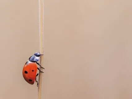 Simplicity - A Mindful Jewish Moment