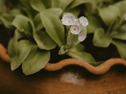 Simplicity: Finding Gratitude In The Simple Things