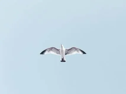 Simplicity (With No Music)