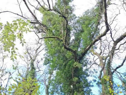 Simply Being With The Breath