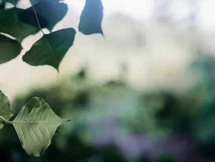 Simply Observe: A Guided Grounding Meditation