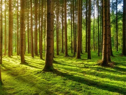 Let Go Of Chaos - Simply Stopping Meditation