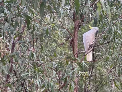 Simpson Falls 10-Min Meditation Nature ASMR (Unguided)