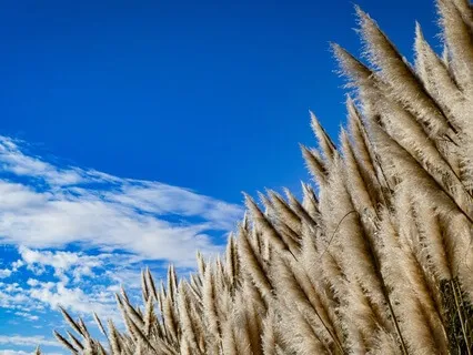 Sincerity: The Quiet Way