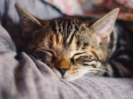 Sing: Rest Here On My Pillow