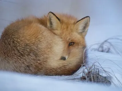 Sing: Time For Wintering