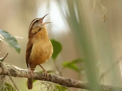 Sing Your Soul Song  | Mellow Soul Jazz Lofi Vibes & Beats