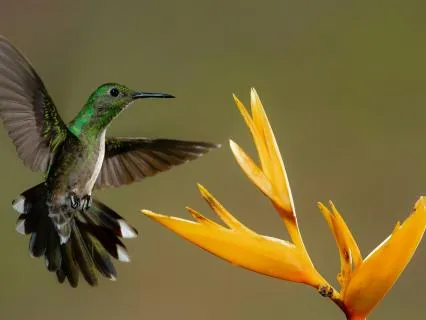Singing Birds For Sleep And Stress Relief