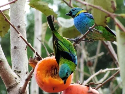 Singing Birds From Brazil