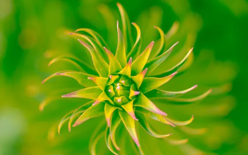 Singing Bowl Improv (Short Meditation)