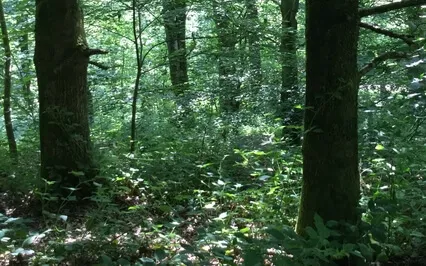Singing Bowl Meditation To Relax & Release Resistance