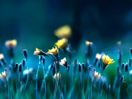 Singing Bowl Protocol For Relaxation And Grounding