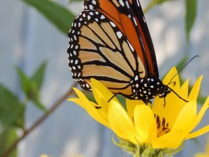 Singing Bowl Protocol For Rest And Rejuvenation