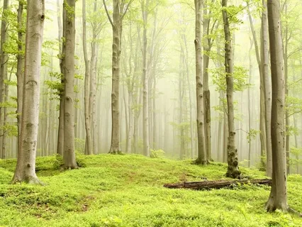 Singing Bowl Soundtrack For Manifesting Abundance