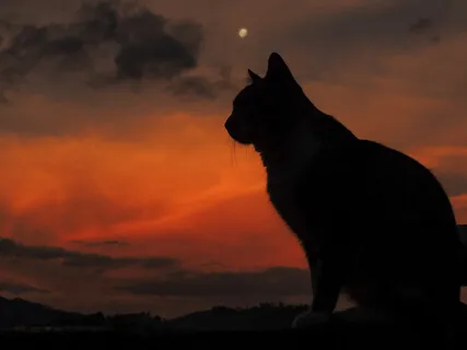 Singing Bowls For The New Year Of The Cat