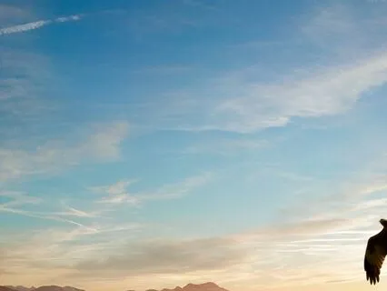 Singing Bowls With Bird Songs Extended Version