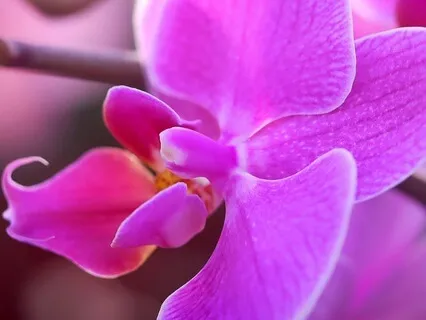 Singing Gratitude With Orchids
