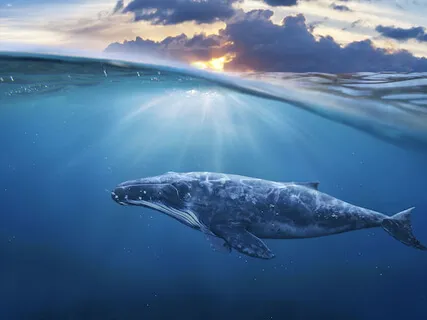 Singing Whales, Singing Crickets  432hz