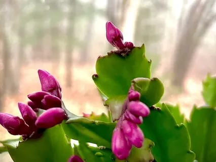 Singing With Christmas Cactus