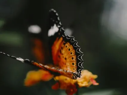 Single Point Of Fascination