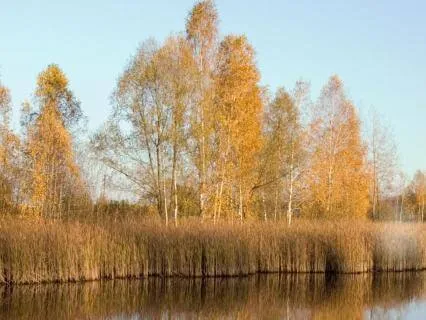 Sink Into Stillness Yoga Nidra