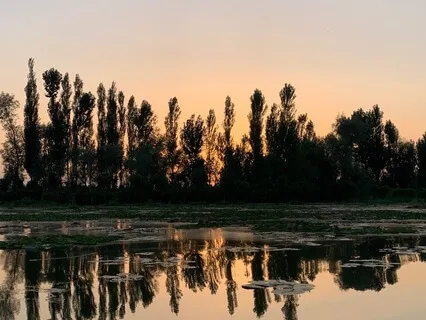 Sink Softly Into Stillness - Guided Sleep Meditation