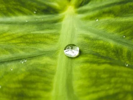 Sinking Attention In Its Source