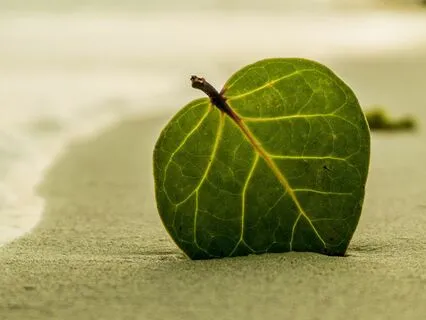 Sinking Down Into The Body Meditation