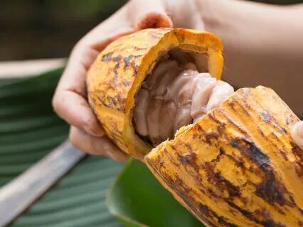 Sip, Savour, Connect: An Introduction To Ceremonial Cacao