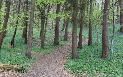 Sir Gawain And The Green Knight, Part One