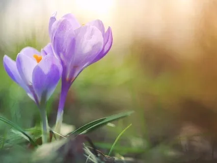 Sisäisen Lapsen Lemepeä Kohtaaminen