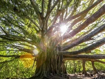 Sit in the Shade, Nurture the Seed & Allow Destiny to Unfold Talk + Meditation