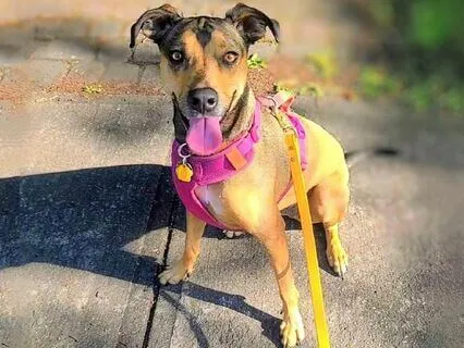 Sit With Stella: Animal Breaths