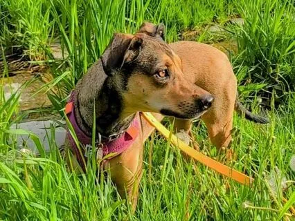 Sit With Stella: Stella's Meadow: Guided Visualization