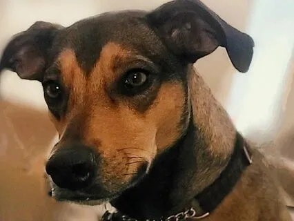 Sit With Stella & Fall Asleep With Stella: Intro For Parents