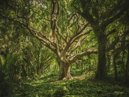 Sit With The Willow Tree