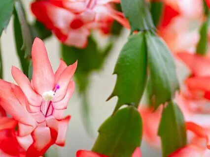 Sit With Your Shadows: Somatic Plant Meditation For Clarity