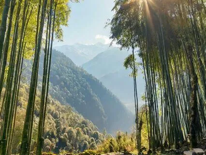 Sitar Meditation In The Himalayan Bamboo Forest