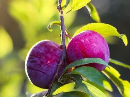 Sitting In The Orchard | Rumi Poem