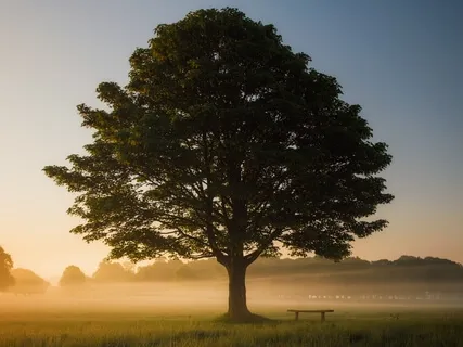 Sitting Like A Tree, Supported And Resilient