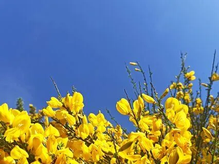 Sitting Meditation - Breath Awareness