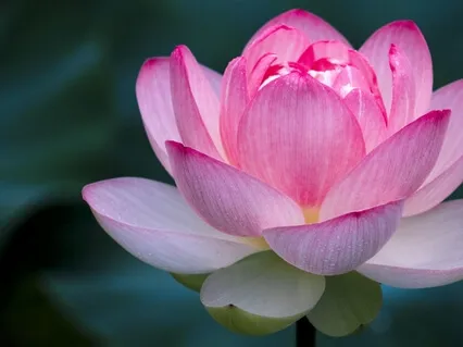 Sitting Meditation - Breath